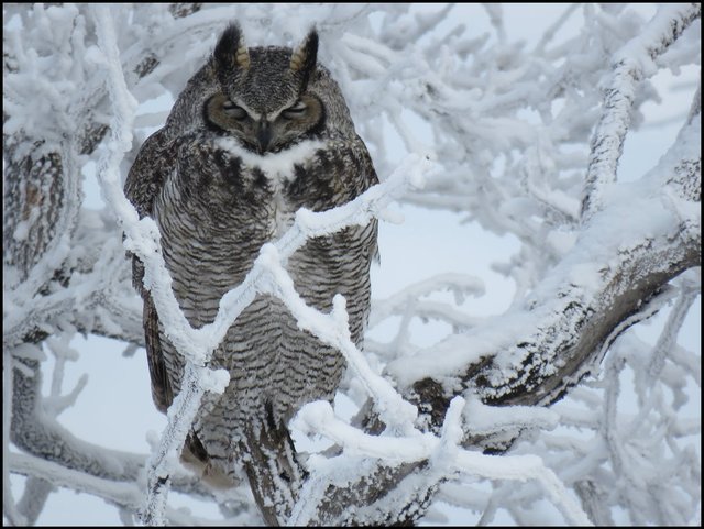 close up great horned owl on curvey snowy tree.JPG