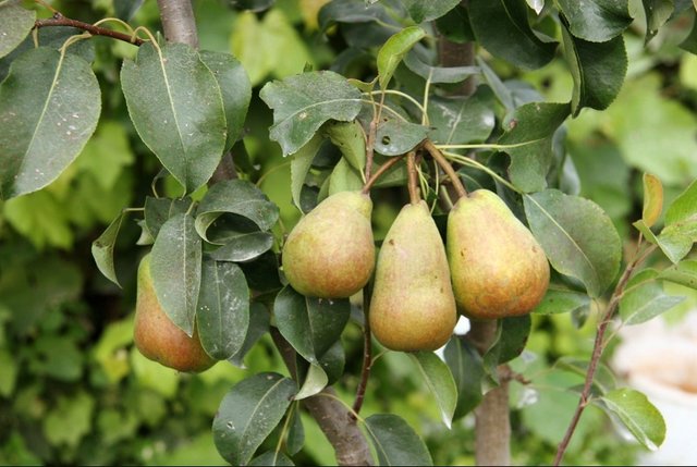 peras-maduras-en-un-arbol-llamadas-Pyrus-communis.jpg