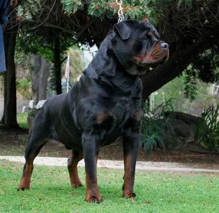 rottweiler.jpg