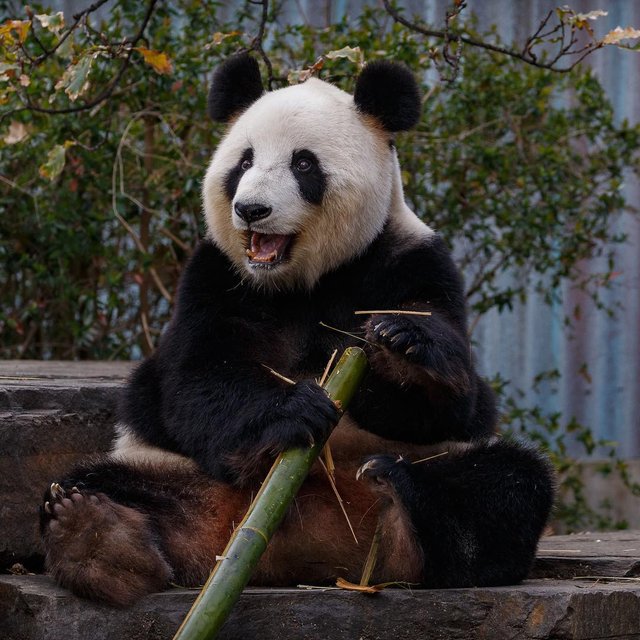 Giant Panda at Adelaide Zoo in Australia. - adelaidezoo - adelaide - giantpanda - wi ( 1080 X 1080 ).jpg