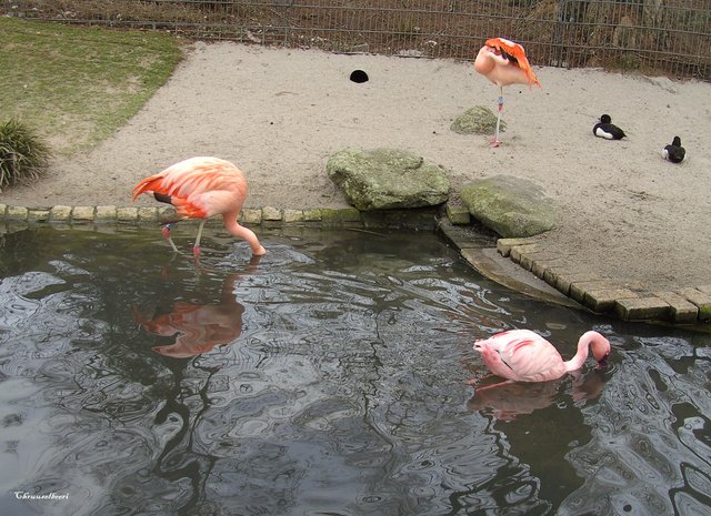 Flamingos_10.jpg