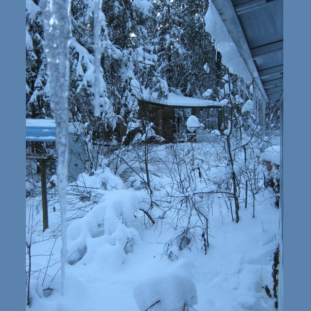 icicles on back porch and snow makes funny shapes of bushes.JPG