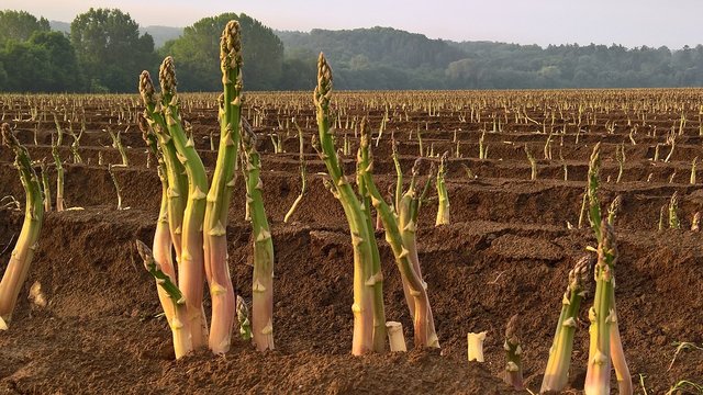 asparagus-2374183_960_720.jpg