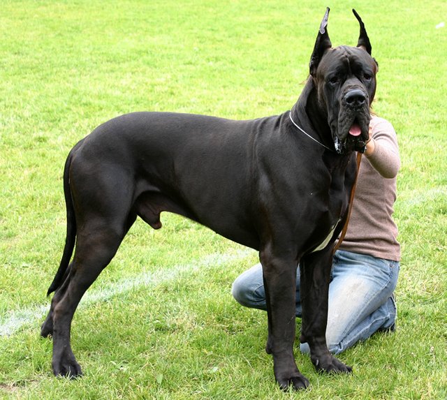 Great_dane.jpg