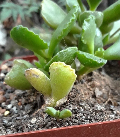 adromischus with mesemb seedling.jpg