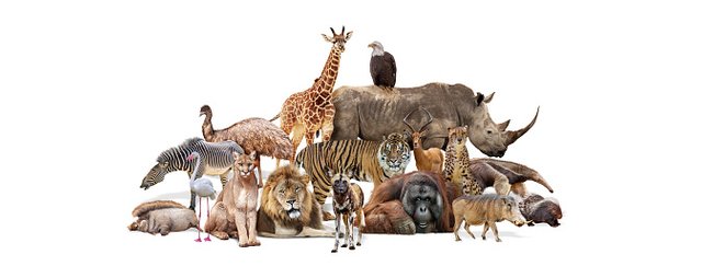 group-of-wildlife-safari-zoo-animals-together-isolated.jpg