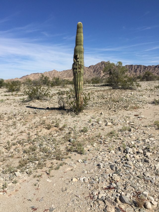 Bullet Saguaro.JPG