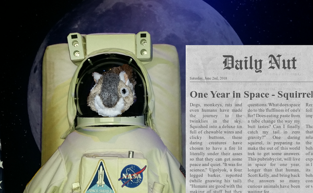 squirrel in space (2).png