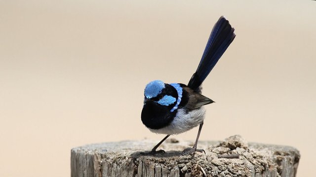 Aves Passeriformes Maluridae Malurus cyaneus n2 Superb Fairywren Narawntapu 2017-11-01.jpg