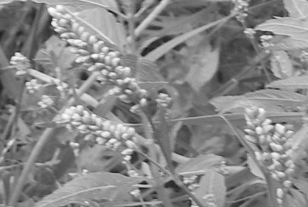 Weed greyscale detail.jpg