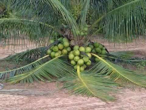 Green coconut.jpg