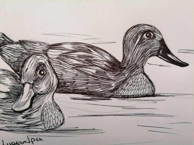 duck pen (9).jpg