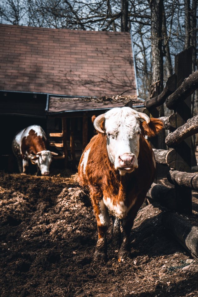 free-photo-of-vorderwald-cattle-on-a-farm.jpeg