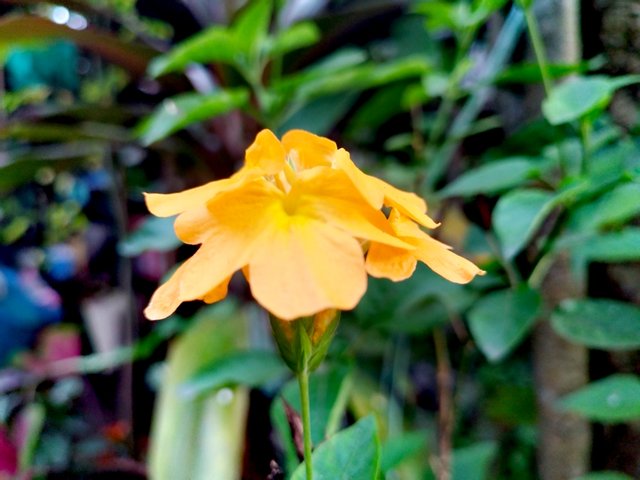 IMG_20250925_074353.jpg