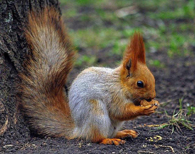 squirrel-2398392_1280.jpg