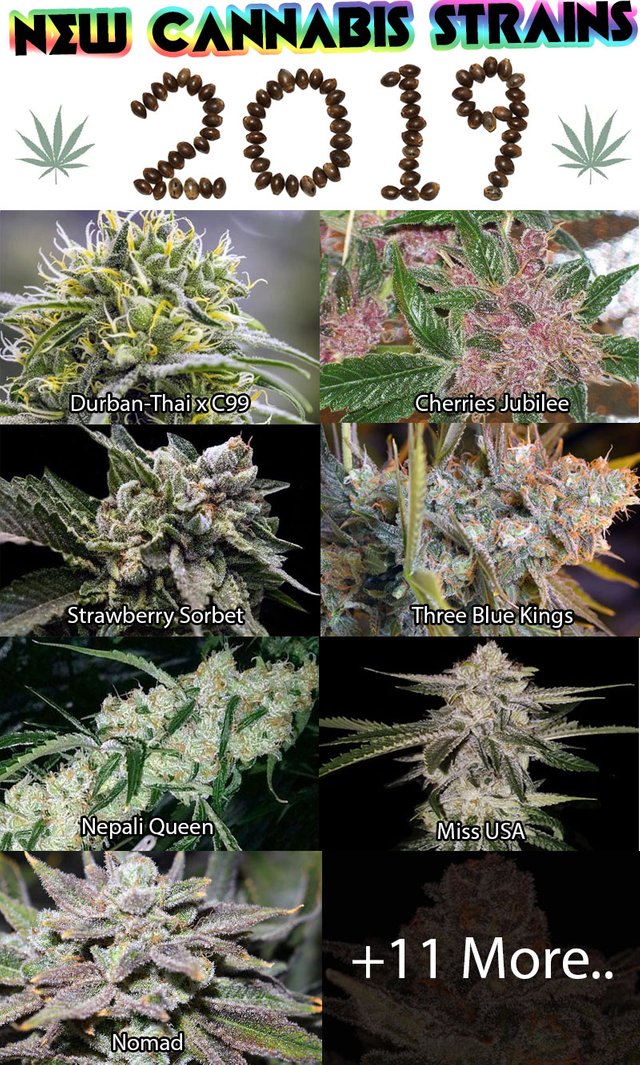 new-cannabis-strains-2019.jpg