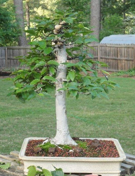 19. bonsai-di-faggio_NG2.jpg