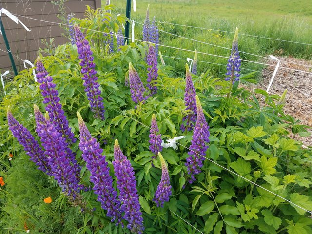 big-purple-lupine.jpg