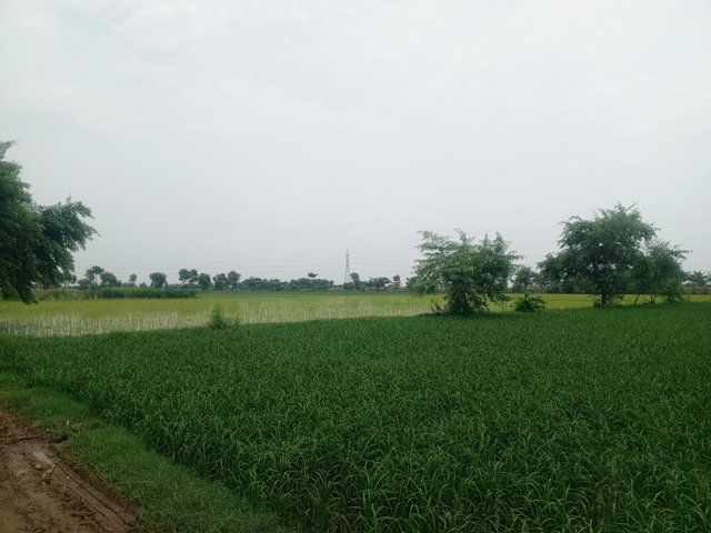 IMG_20250709_104813_189.jpg