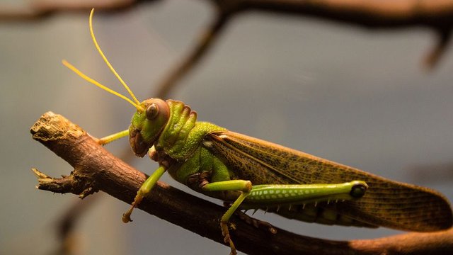 grasshopper-1347871__480.jpg