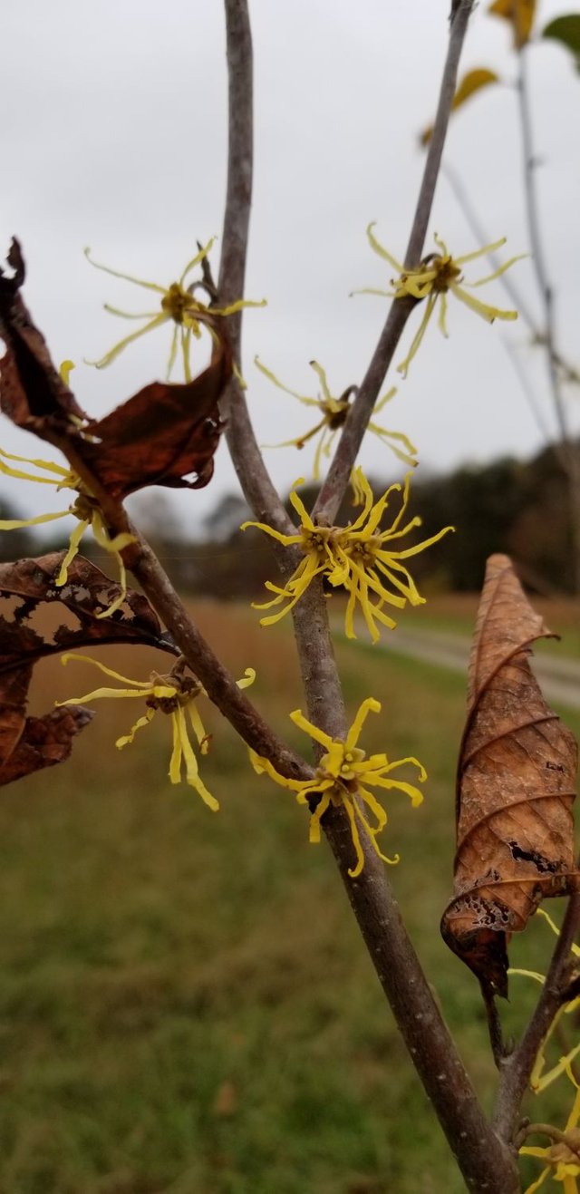 20181107_155717 - Blooming witch hazel.jpg