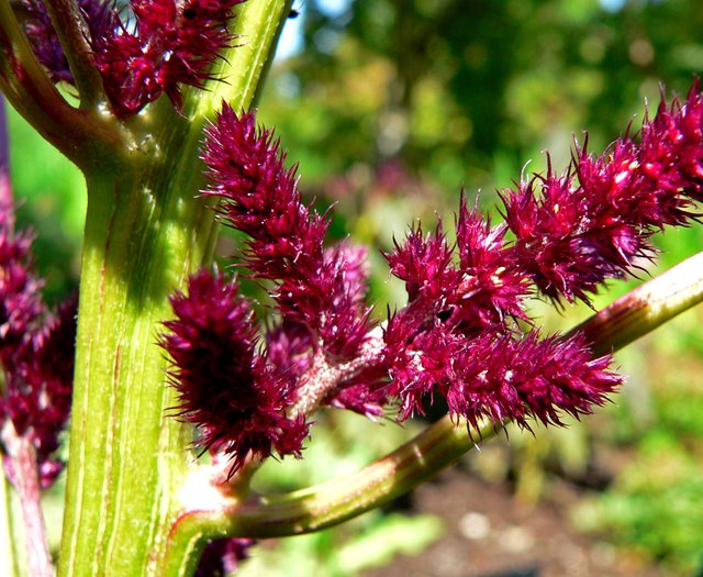 Amaranthus_cruentus_Foxtail_2 (1).jpg