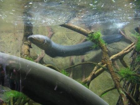 9-datos-muy-interesantes-sobre-las-anguilas-electricas-animales-muy-curiosos-4.jpg