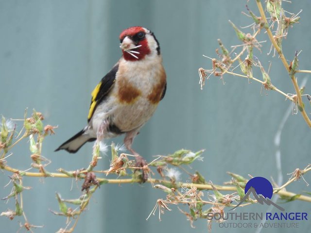 European Goldfinch.jpg