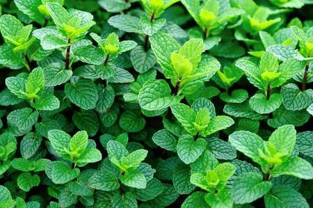 51392351-green-mint-crops-in-growth-at-garden.jpg