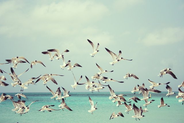 seagulls-815304_1280.jpg