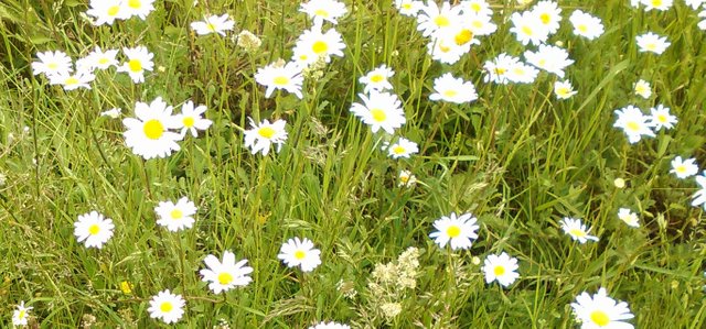 Flower Photography Daisy Initial Hill Bright May 28 2017.jpg