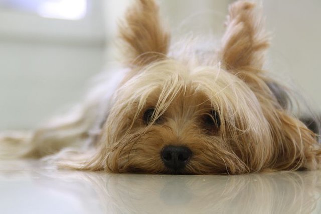 yorkshire-terrier-171701__480.jpg