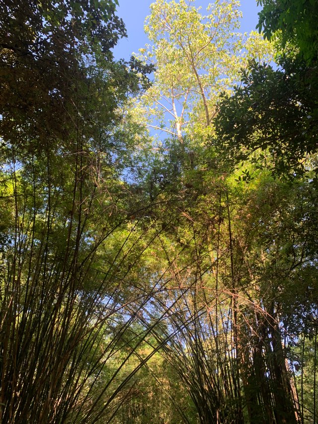 Bamboo Tunnel5.jpg