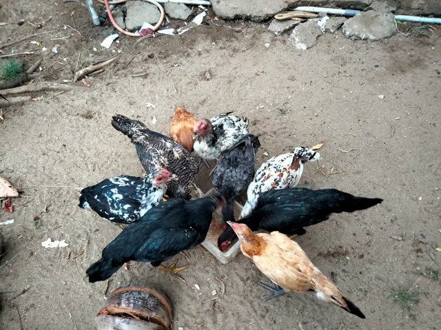 IMG20250720184315.jpg