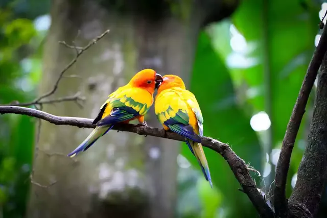dreamy-love-birds.jpg