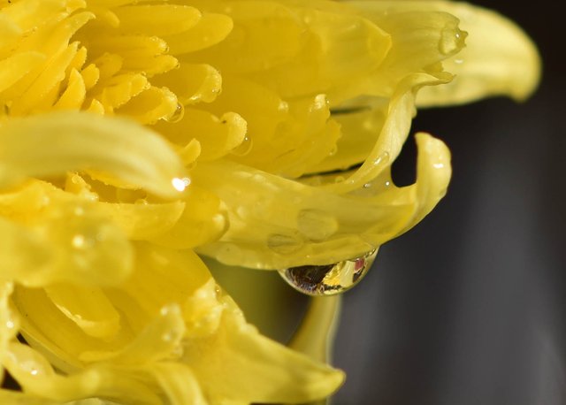 waterdrop chrysanthemum macro 2.jpg