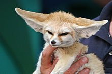 220px-10_Month_Old_Fennec_Fox.jpg