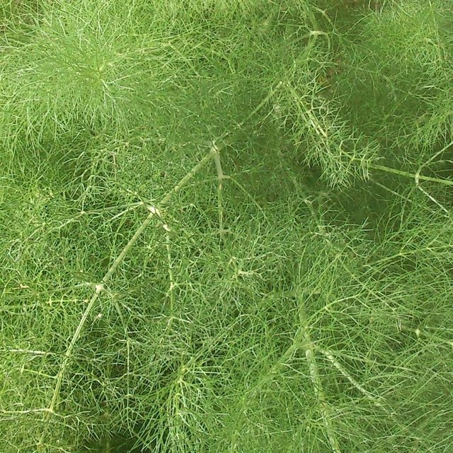 fennel-wild-foeniculum-vulgare-seeds-amkha-seed_160.jpg