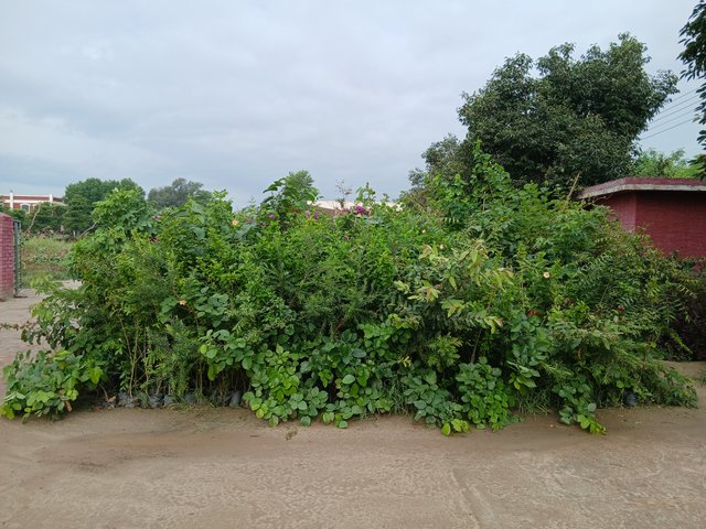 1000082542.jpg