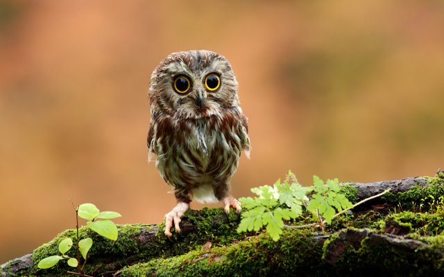 owl-4k.jpg
