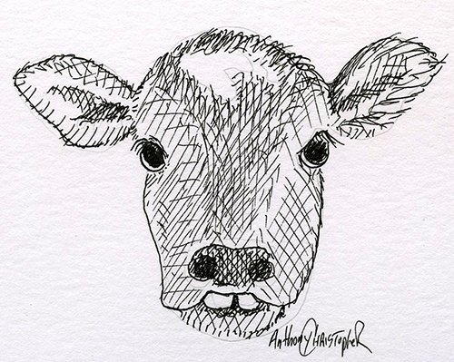 cow teeth015.jpg