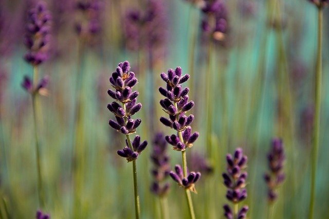 lavender-3458764_640.jpg