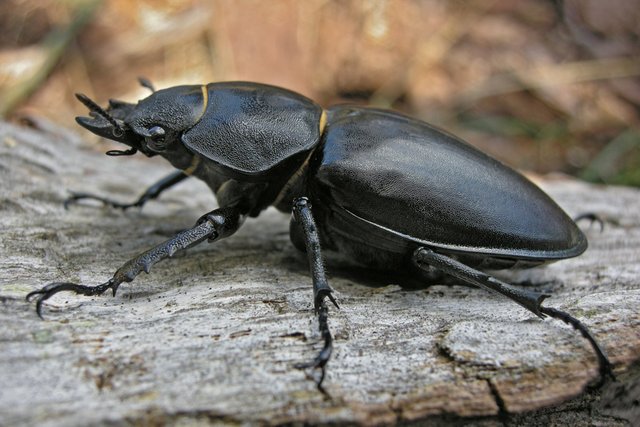(Cervus lucanus) Stag Beetle_Geyik Böceği.jpg