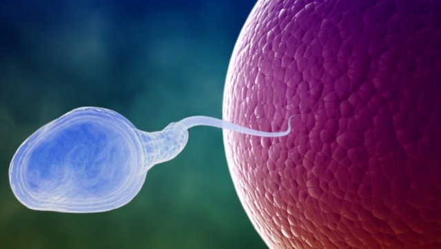 cleversperm-768x433.jpg