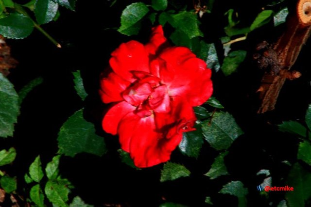 red rose M27_0024.JPG