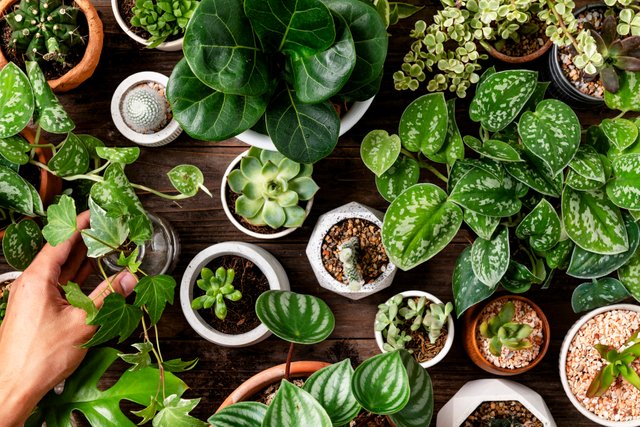 green-houseplant-background-plant-lovers.jpg