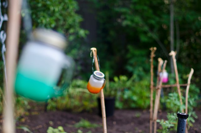 Mugs in the Garden.JPG