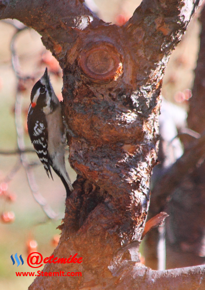 Downy Woodpecker PFW02.png