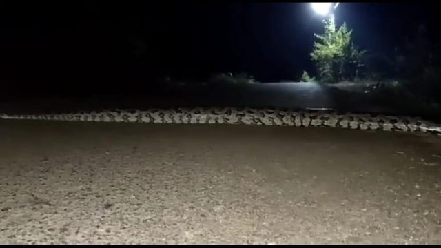 Giant_snake_spotted_on_Road_in_1200x768.jpeg