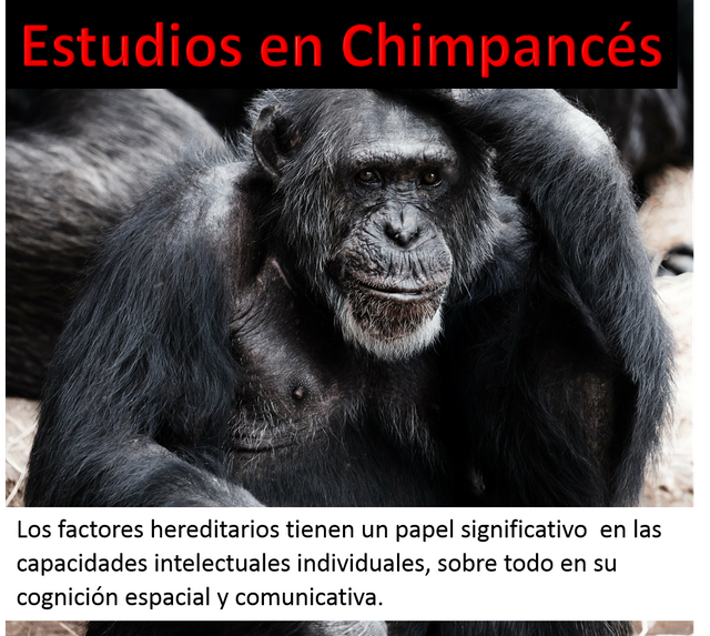 estudios chimpance.png